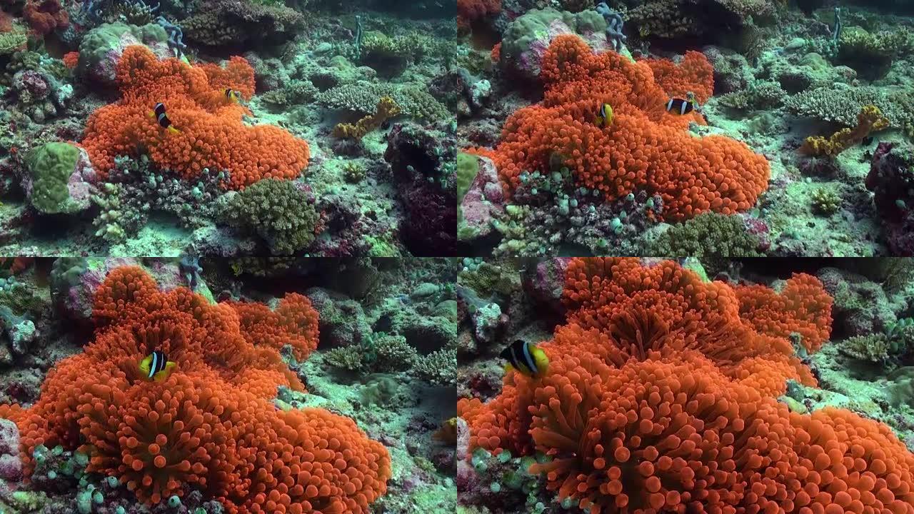 海底的橙色海葵和小丑鱼。