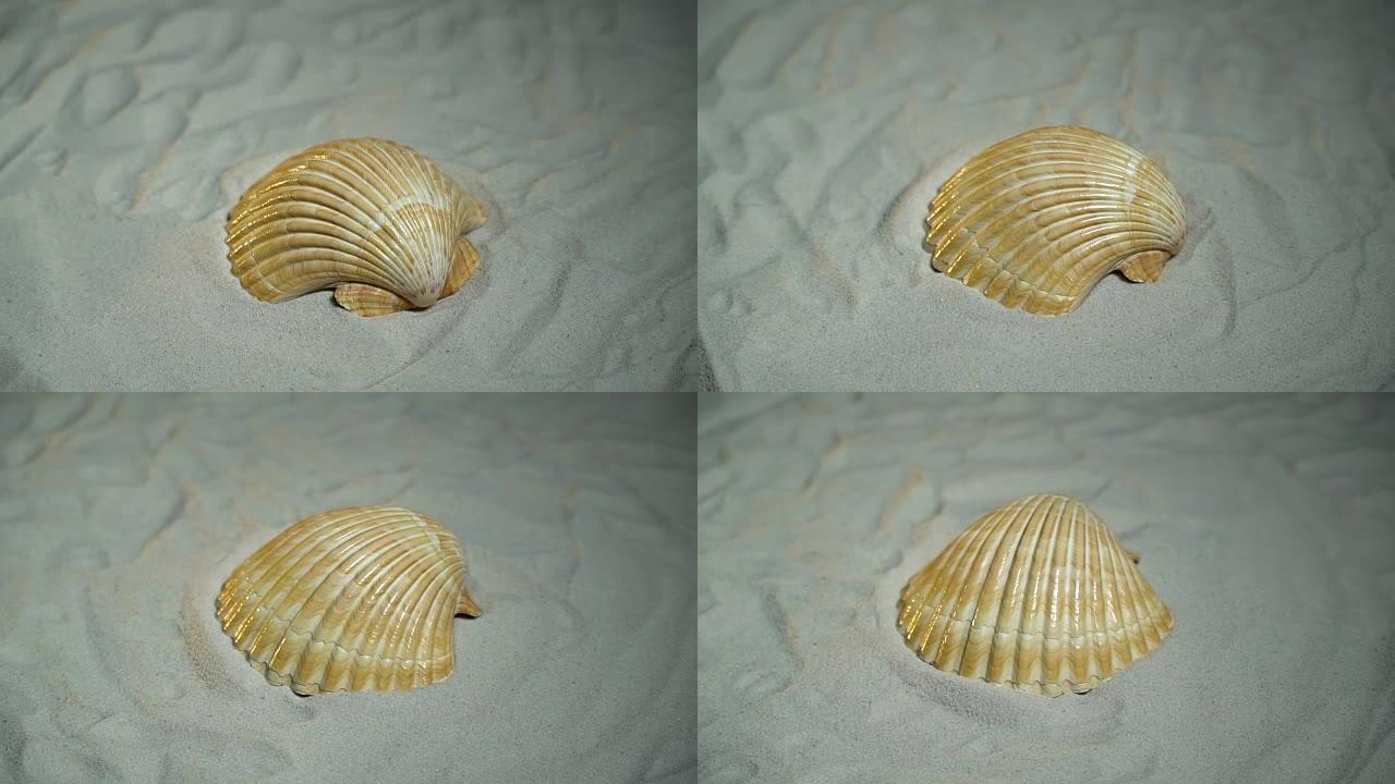 白色的贝壳躺在白色的沙滩上旋转在转盘上