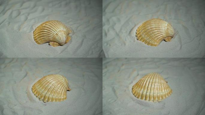 白色的贝壳躺在白色的沙滩上旋转在转盘上