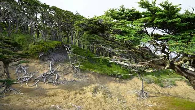 蓬塔阿雷纳斯福雷斯特徒步旅行，可欣赏海景