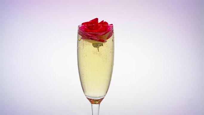 一杯香槟扔玫瑰花蕾。白色背景