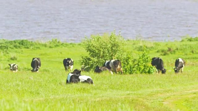 晴天在河边的绿色草地上放牧的牛群