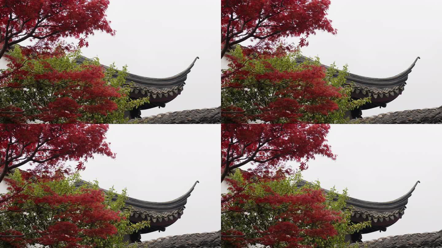 苏州园林屋檐红枫叶院墙中式建筑意境唯美