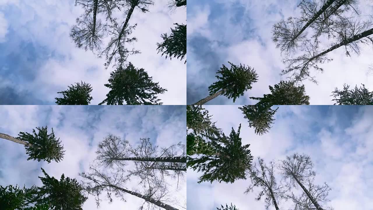 从地面看松树顶端。从下面的景色是在一棵美丽的大树上。高角度看公园里生长的树顶。蓝天上树顶的低角度视图