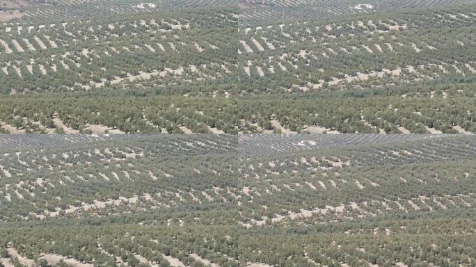 西班牙的橄榄种植园。许多橄榄树生长在阳光下。日落中的橄榄树