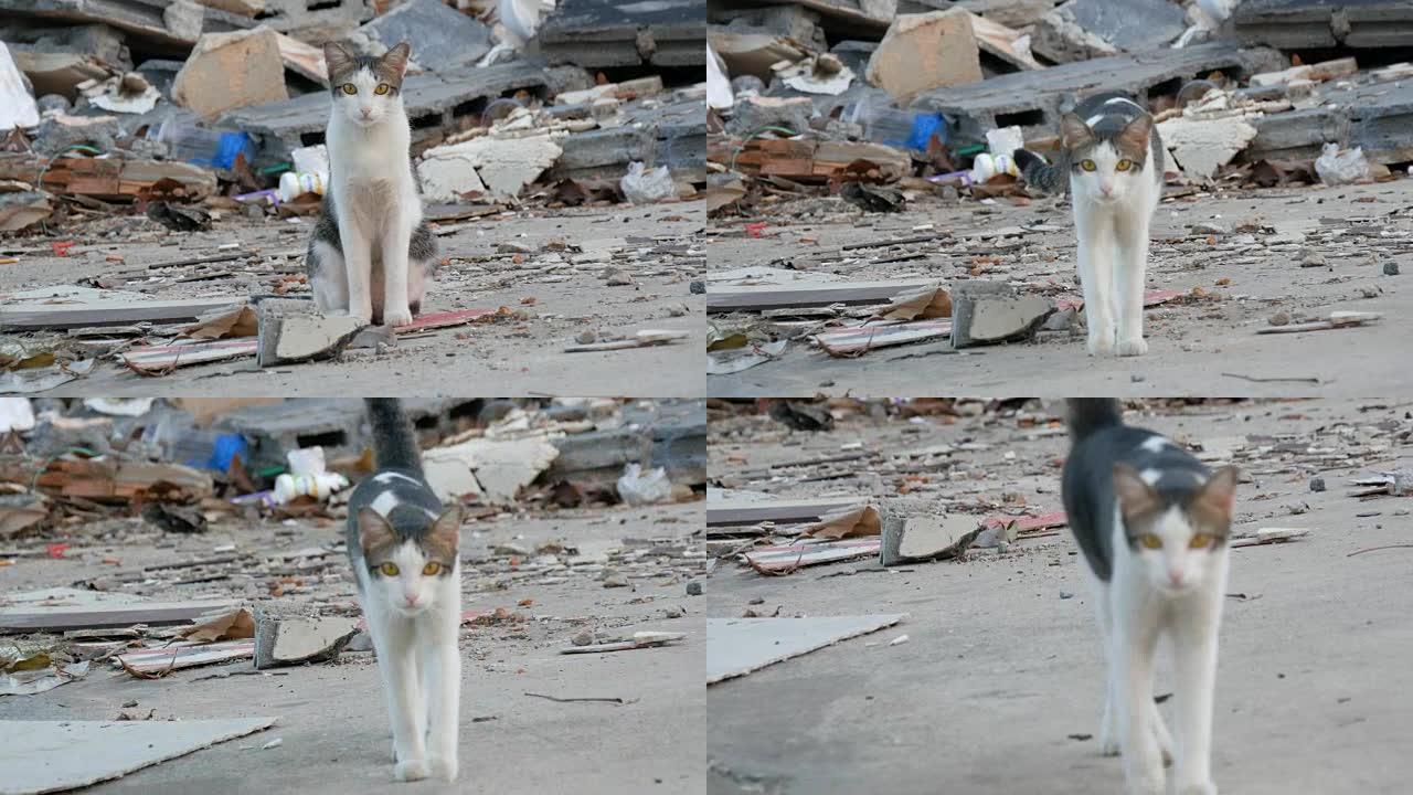 无家可归的美丽烟熏猫在穷人的破旧街道上