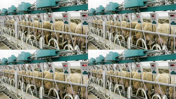 在农场机器挤奶。工业牛奶生产