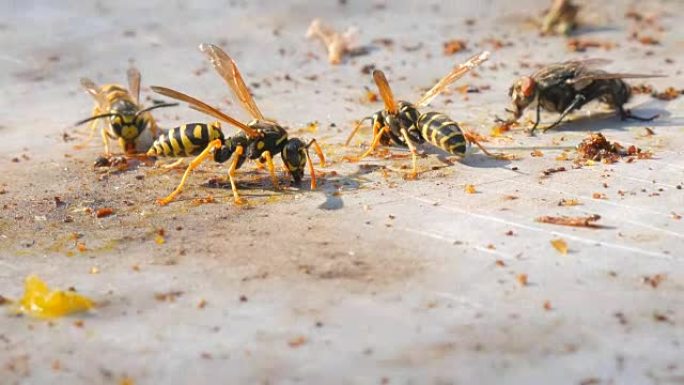 黄蜂蜂蝇和蚂蚁吃蜂蜜的宏观观察
