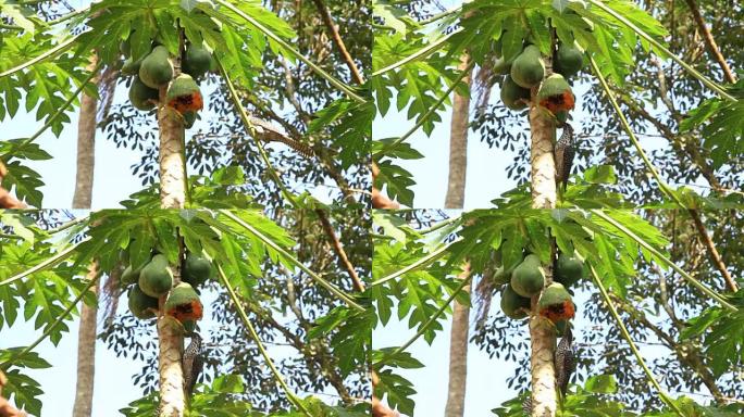 鸟来吃木瓜水果