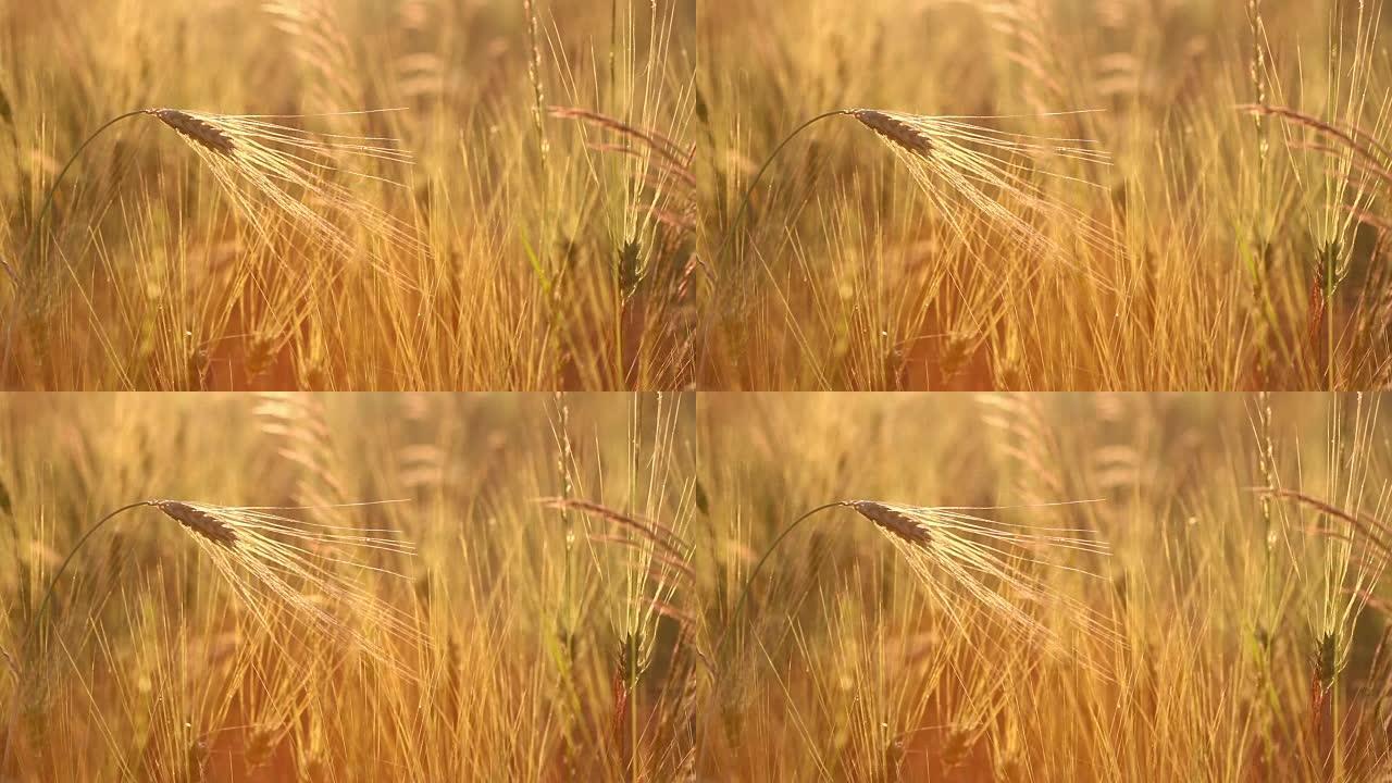 麦田上神奇的金色阳光。小麦作物在田野上闪闪发光，金色的阳光特写。原创高质量视频。