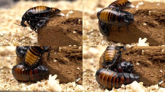 马达加斯加蟑螂在地上爬行。特写