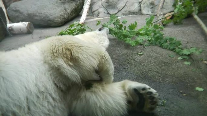HD-北极熊玩食物