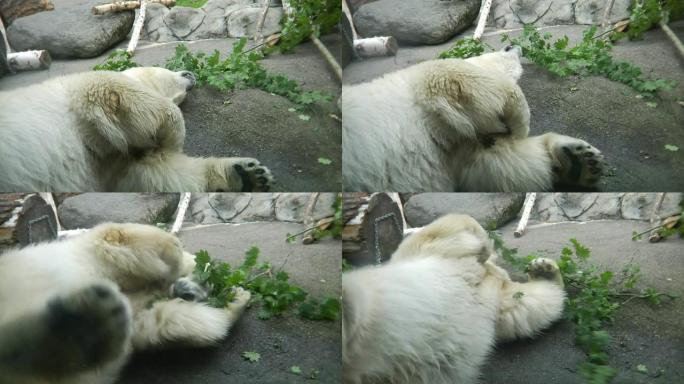 HD-北极熊玩食物