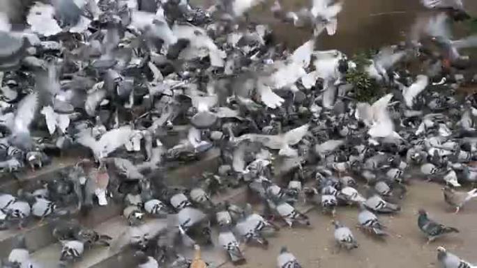 巨大的鸽子群在城市街道上起飞。慢动作
