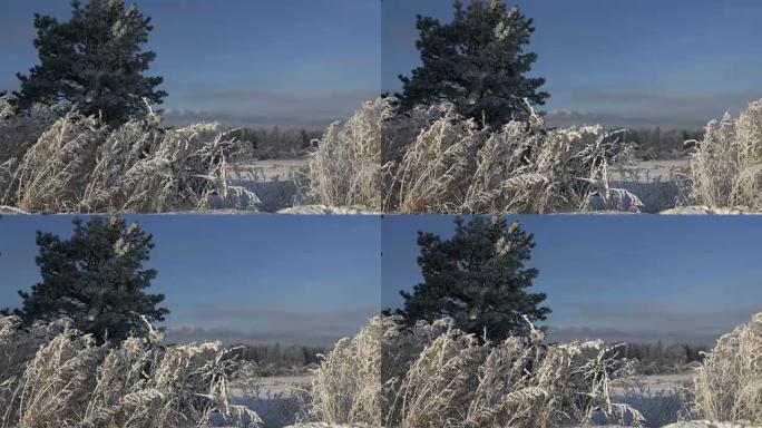 冻草在冬风中摇曳。白雪直到地平线。美丽的风景。