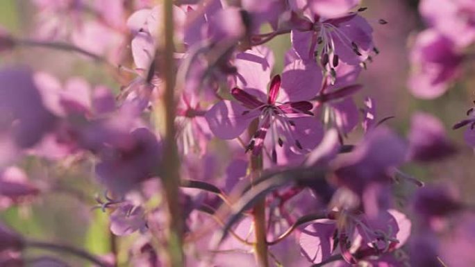 美丽的紫色野花草地