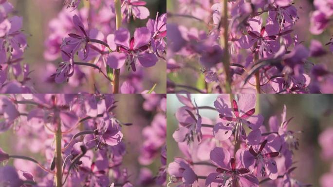 美丽的紫色野花草地