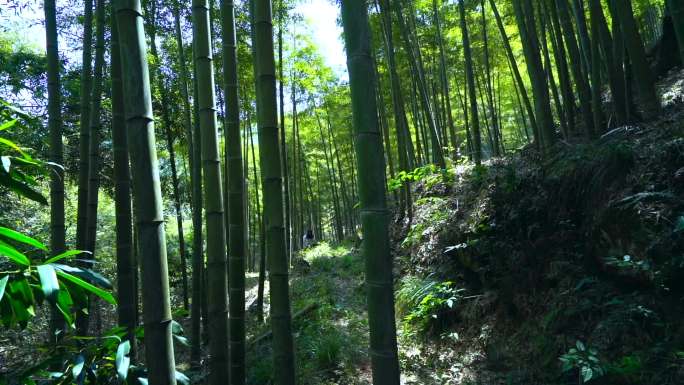 女游客 竹林爬山 探险