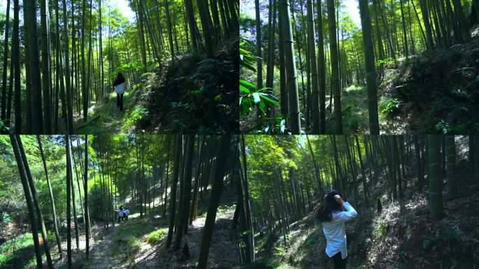 女游客 竹林爬山 探险