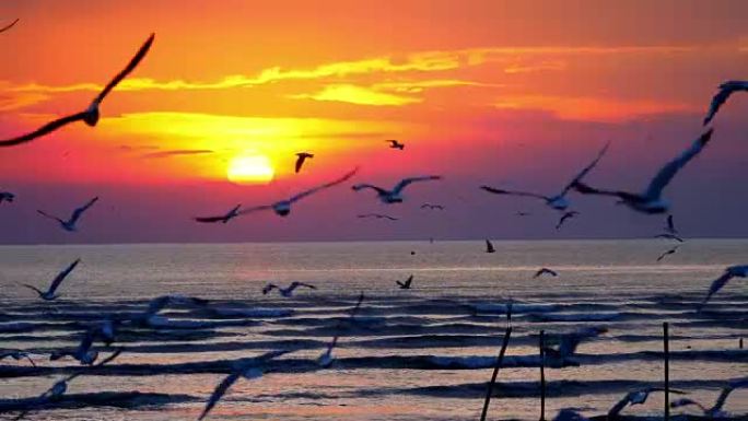 海鸥在泰国Bangpoo的海滩上飞翔，日落为橙色。