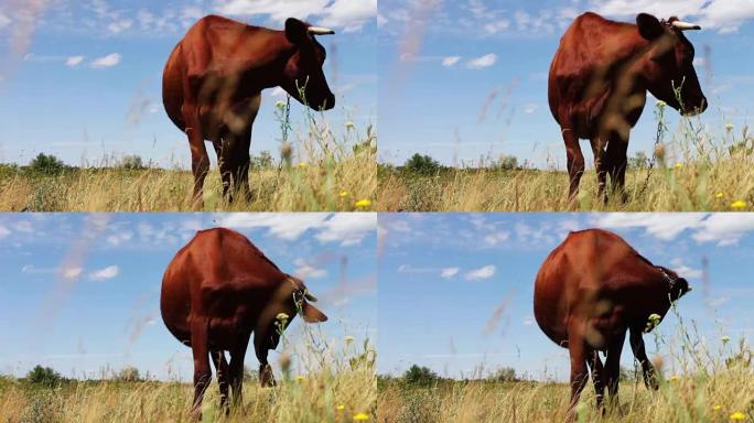 夏季在草地上放牧的大角红牛