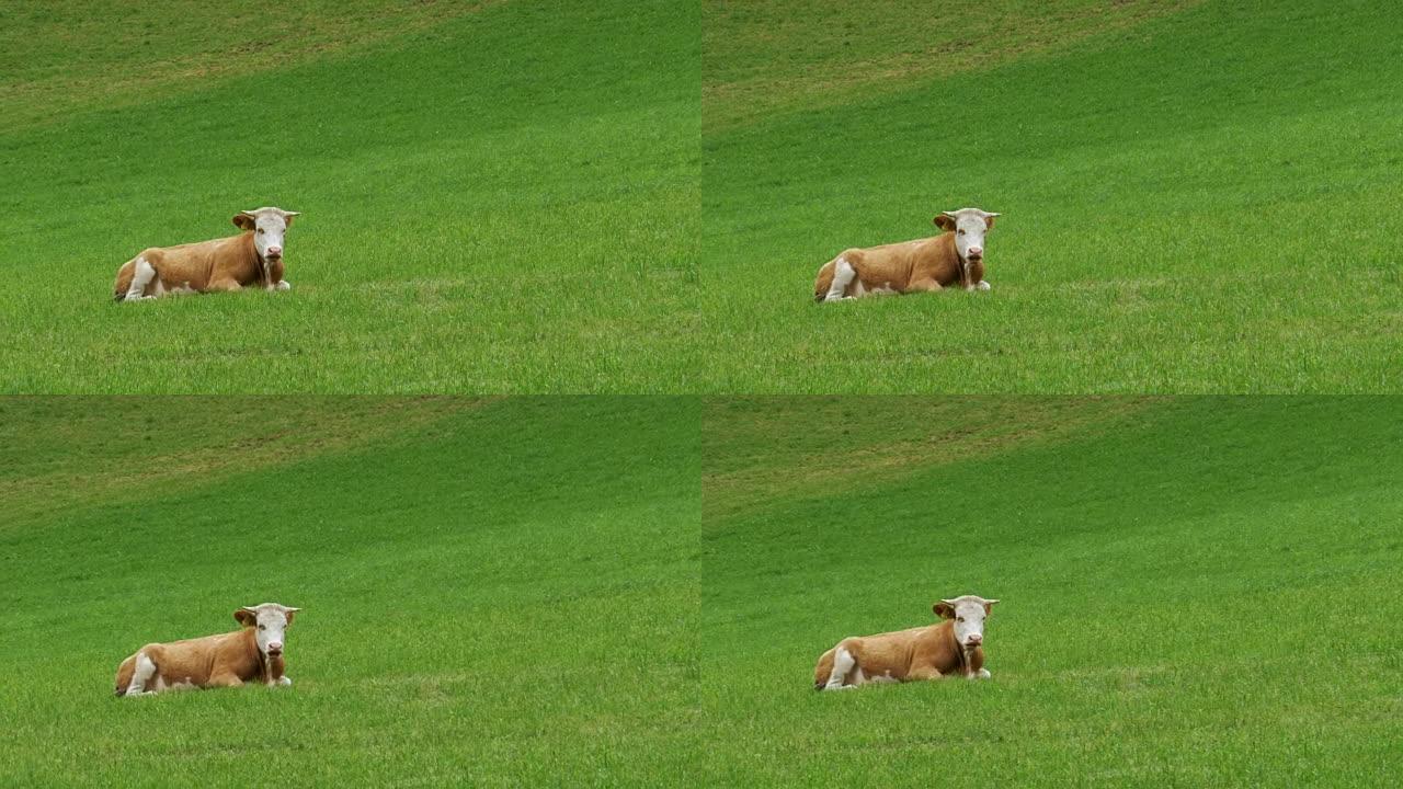 牛躺在高山牧场的绿草上