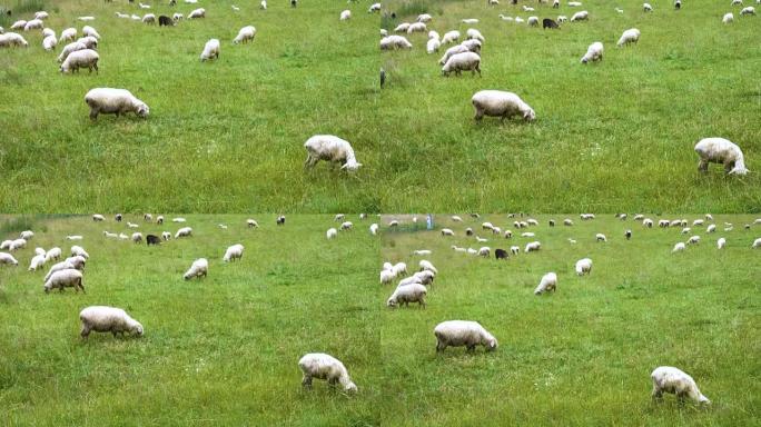 绿色田野上的一群绵羊