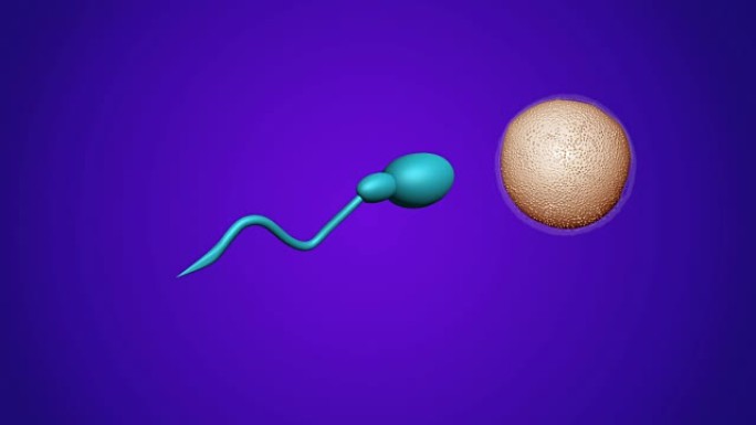 动画-精子和可育的人类卵子。授精概念。体外受精