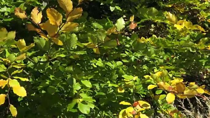 Colorful foliage in the autumn park