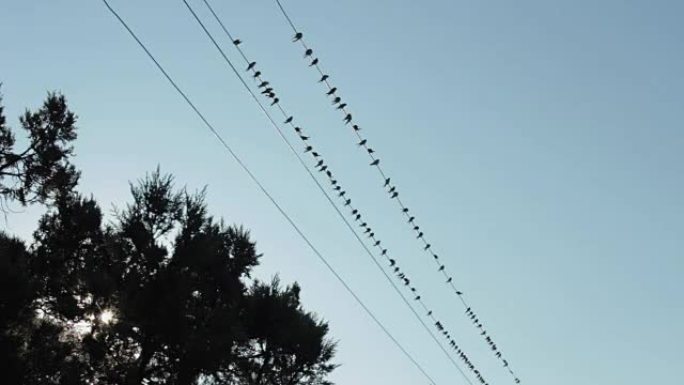 燕子群飞翔并坐在电源线上