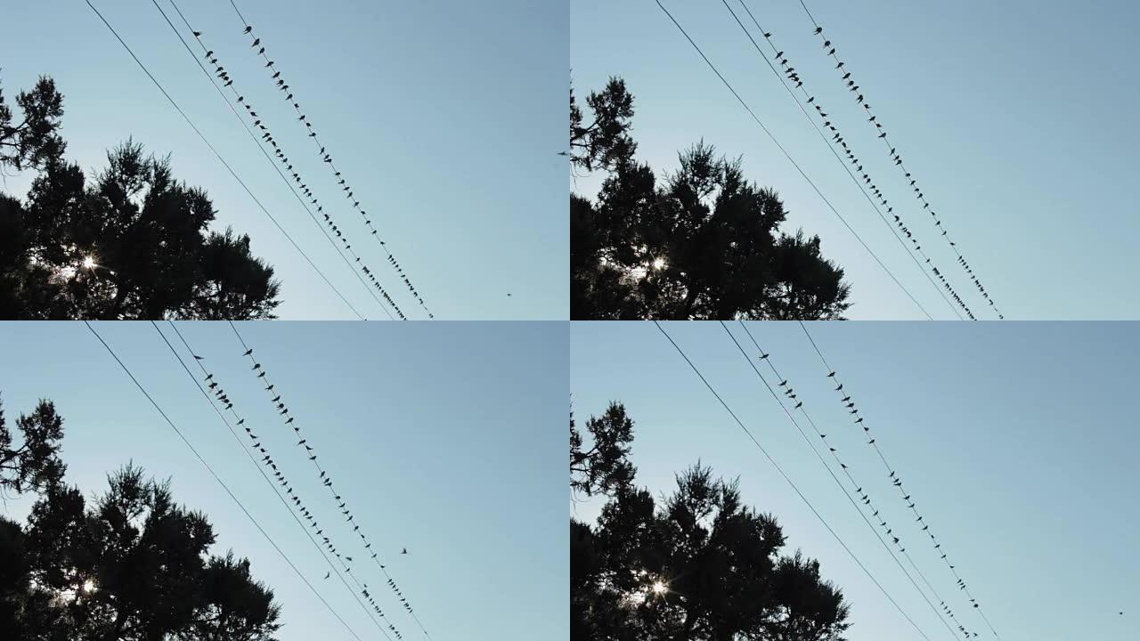 燕子群飞翔并坐在电源线上