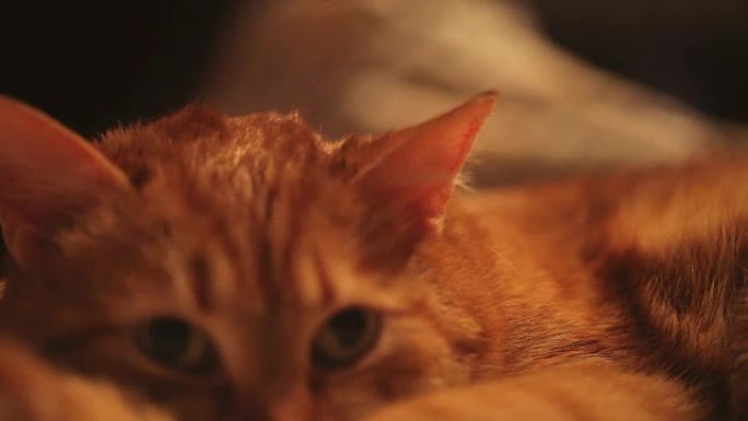 姜猫有趣的不弯曲耳朵