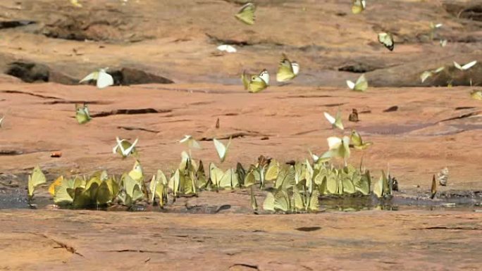 蝴蝶种类的多样性，泰国Pangsida国家公园Sakaeo的蝴蝶食盐舔地