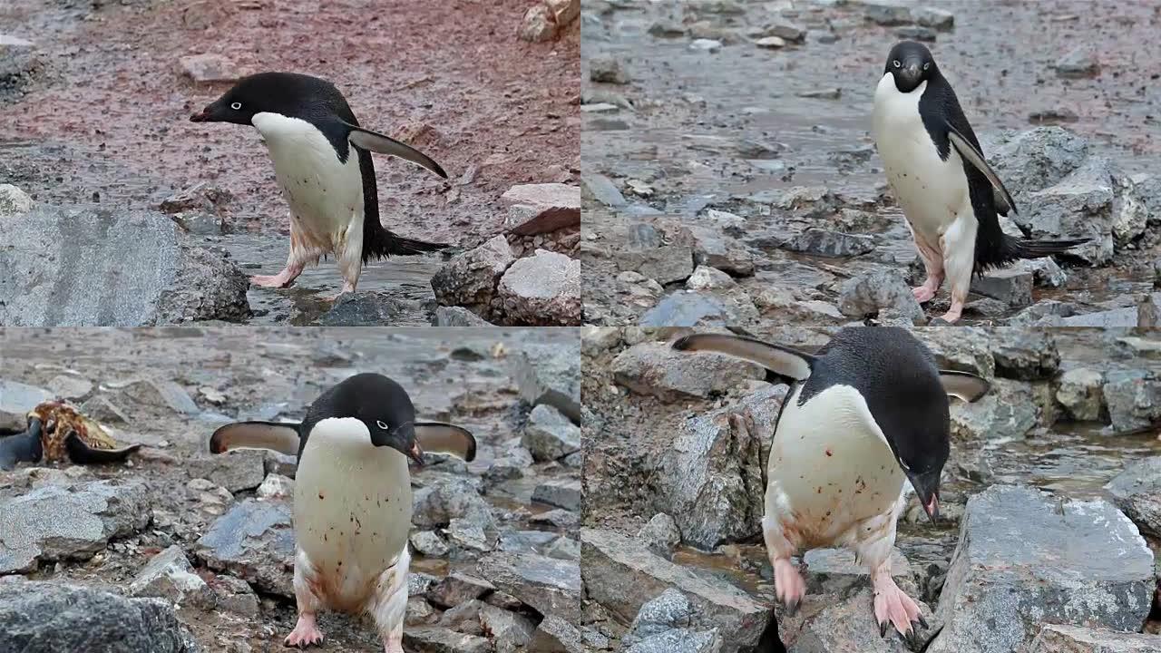 南极洲的阿德利企鹅