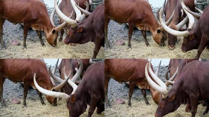 大红牛牛和长角牛或大角在田间吃草
