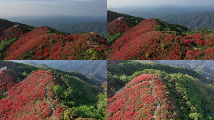 江西萍乡广寒寨杜鹃花风景