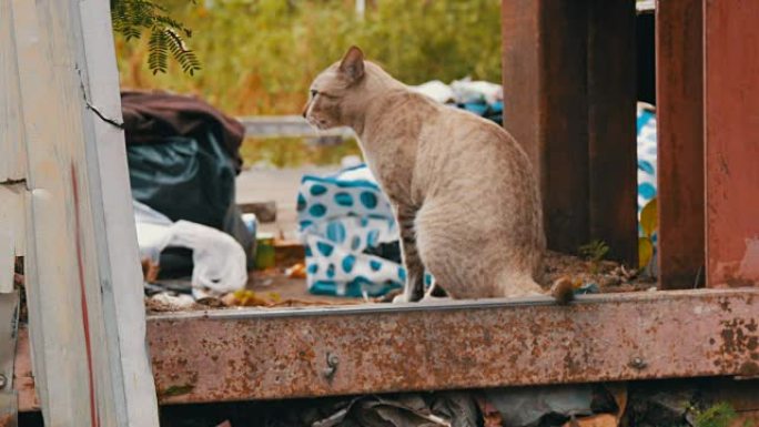 无家可归的美丽烟熏猫在穷人的破旧街道上