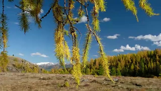 北丘伊斯基岭的视频，前景是落叶松树枝，背景是落叶松森林。阿尔泰