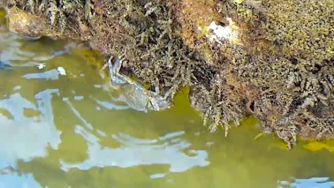 一对螃蟹在海边的岩石上爬行并寻找食物。螃蟹