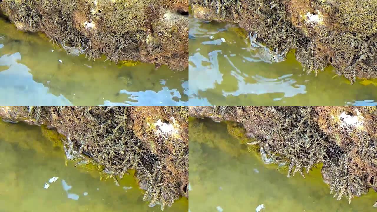 一对螃蟹在海边的岩石上爬行并寻找食物。螃蟹