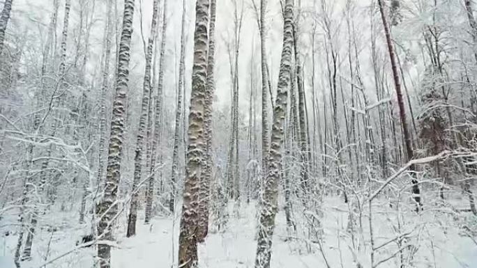 在森林里雪树之间移动