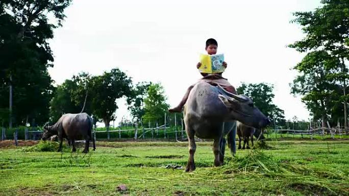 骑水牛的孩子在泰国农村读书。(手持相机)