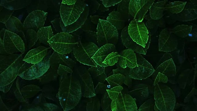 荧光植物。化学修饰的叶子，晚上发光。