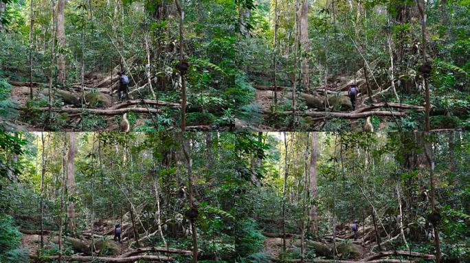 成年男子摄影师漫步在美丽的丛林中