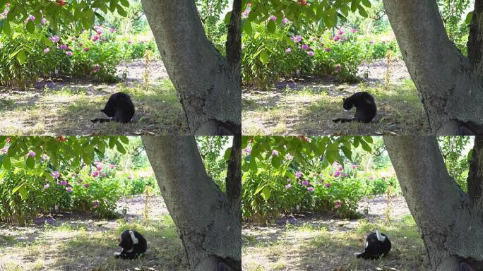 黑白猫坐在街上洗漱。无家可归的动物。全高清