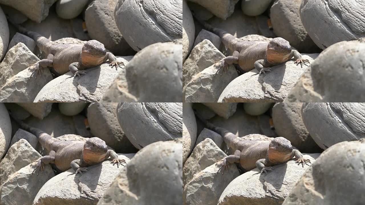 4k慢动作中的巨蜥在岩石上