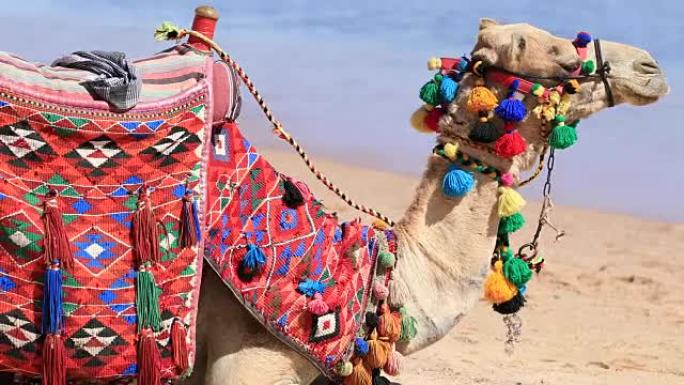 骆驼坐在埃及沙姆沙伊赫的海边海滩上