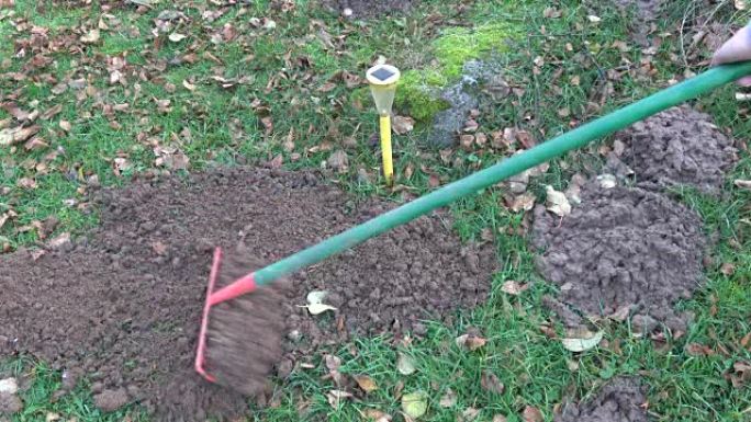 园丁用草坪上的rake molehills移除