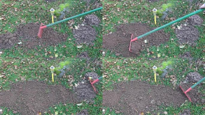 园丁用草坪上的rake molehills移除