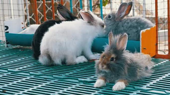 动物园笼子里有许多彩色蓬松的兔子。老虎公园芭堤雅。泰国